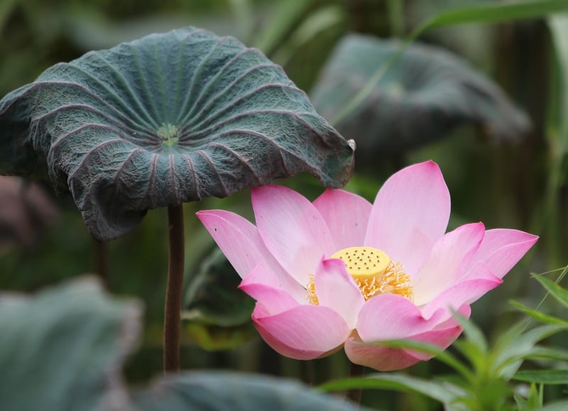 Lotus pose for inner peace